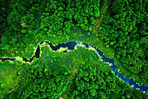 Obraz na stenu Dažďový prales, les rain forest